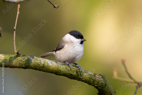 Marsh Tit on a branch