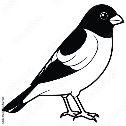Eurasian bullfinch isolated on white background