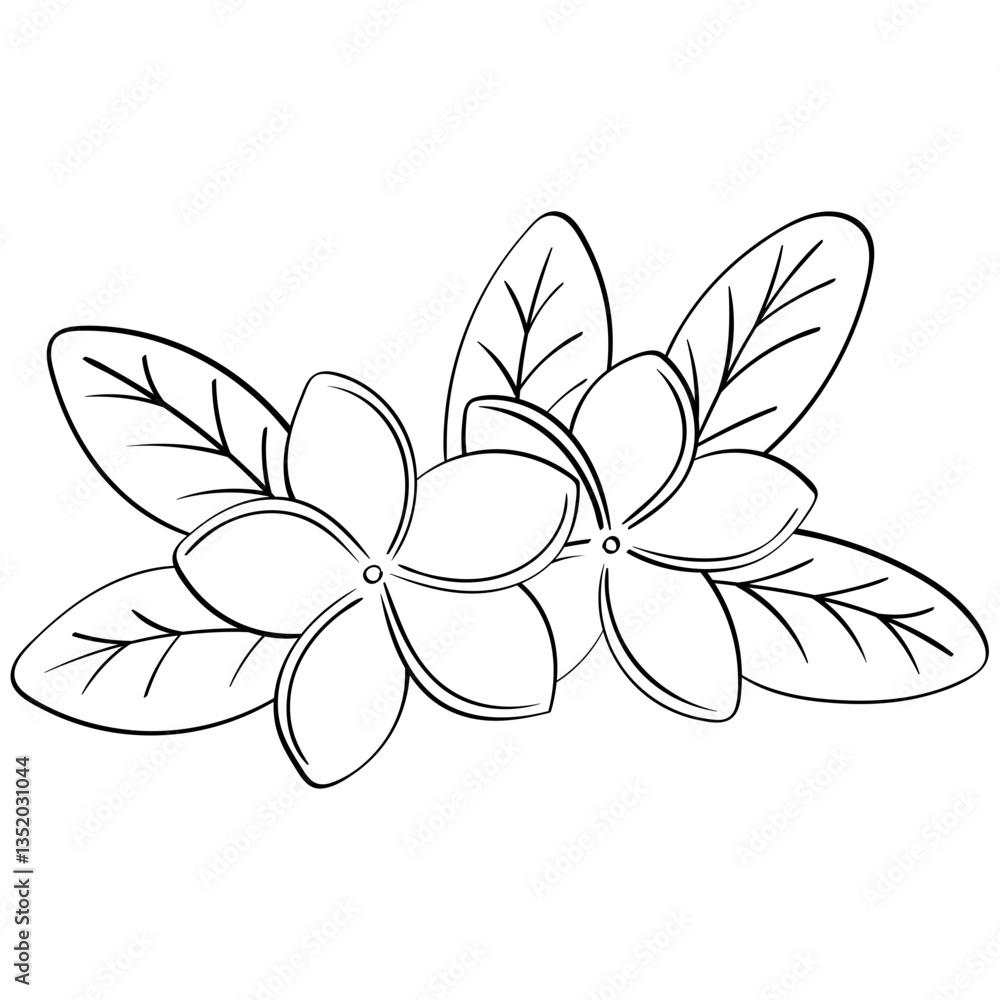 Fototapeta premium two plumeria flowers with leaves handrawn outline style illustration