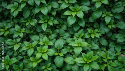 Wallpaper Mural Lush green leaves forest floor nature photography close-up tranquil plant life Torontodigital.ca