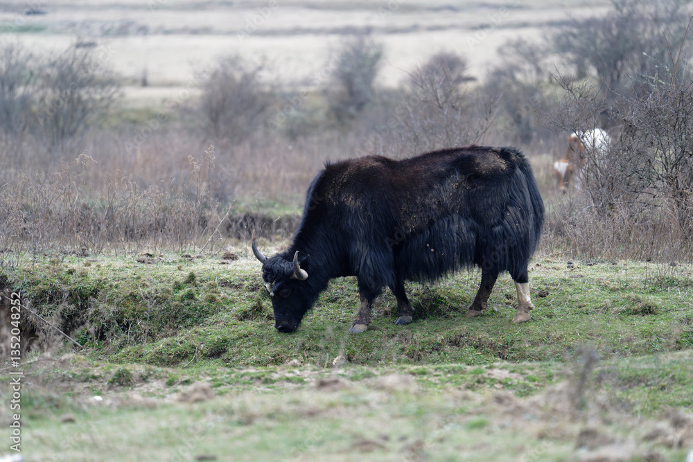 Yak in the field Yak in the field