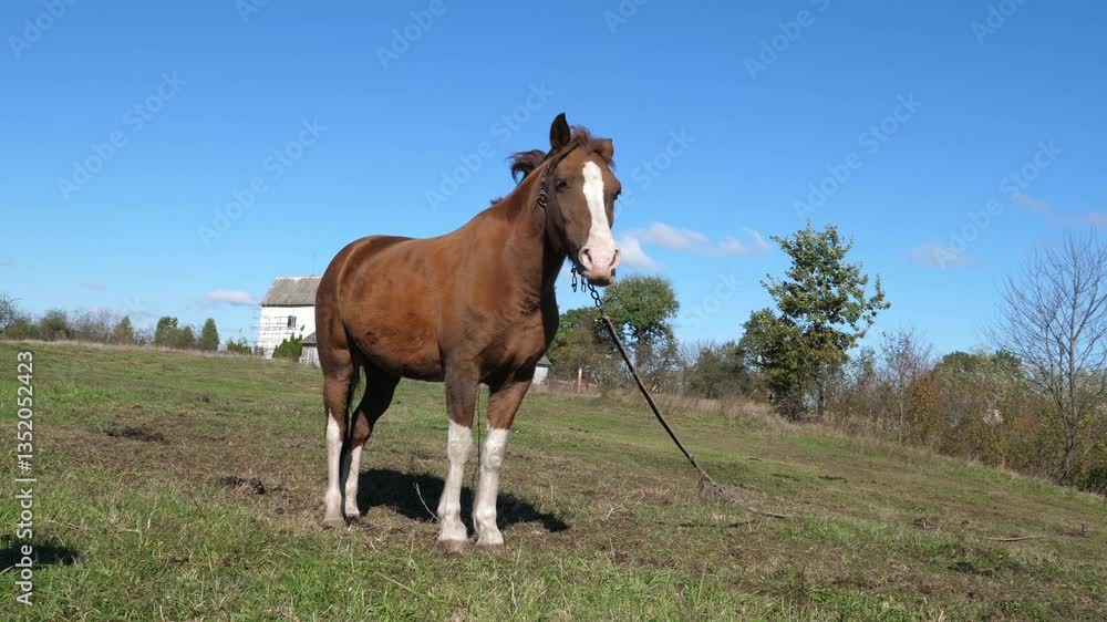 Horses graze in the field. Agriculture. Caring for horses. Horses graze in the field. Agriculture. Caring for horses.
