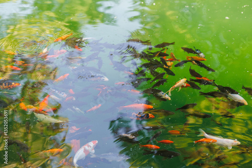 Colorful carp of koi floating in a pond. A flock of fish in the water. flat lay. top view.