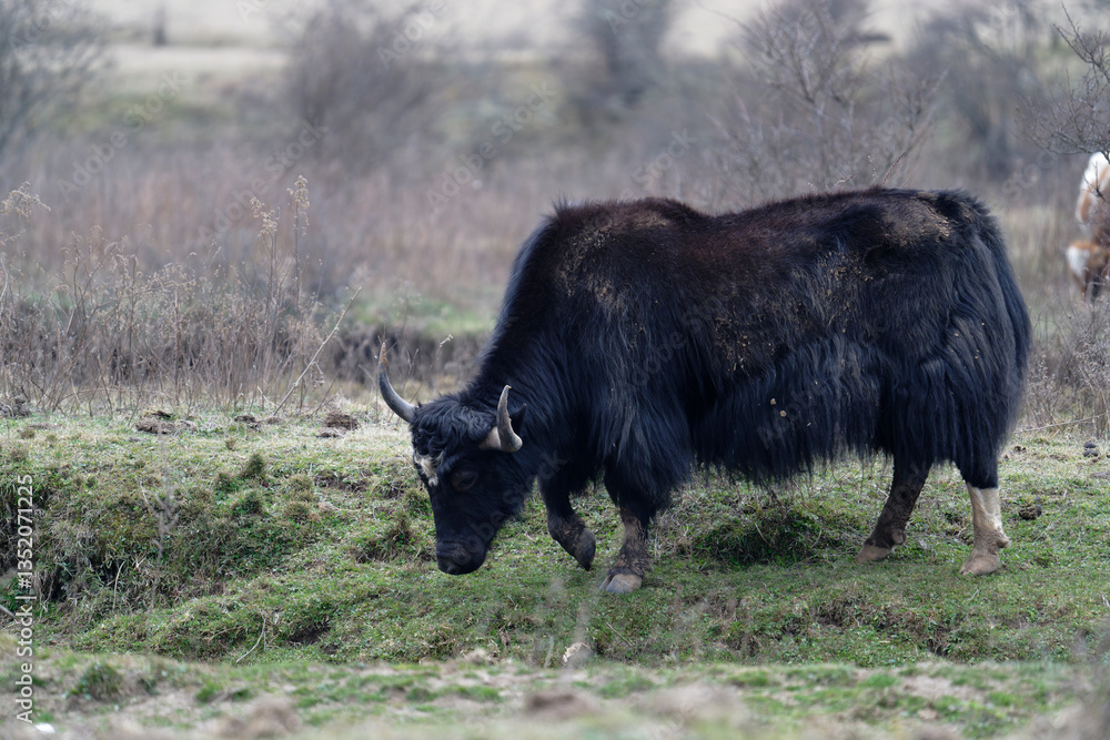 Yak in the field Yak in the field