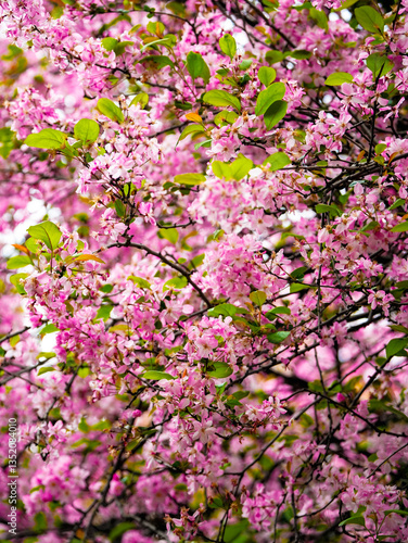 Wallpaper Mural Weeping crabapple in bloom in spring Torontodigital.ca