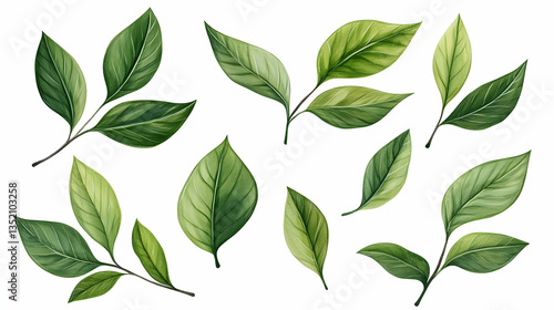 Green tea leaves collection, isolated on white background, for design elements