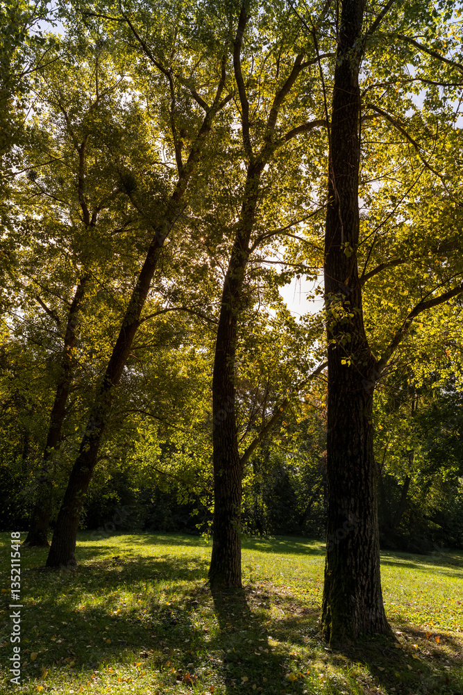 Fototapeta premium a park with lots of maple trees with green foliage in late summer