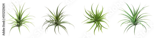 Air plant tillandsia isolated on transparent background. PNG , Set of