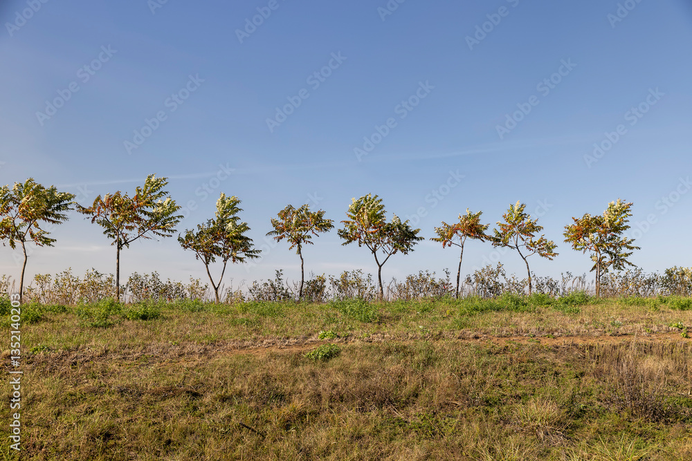 Obraz premium a row of sumac trees to fence the field and divide it into sections