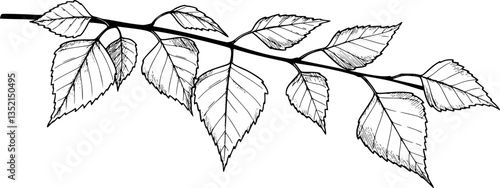 Birch tree leaves sketch ink graphic illustration, draft silhouette drawing, black on white line art. Botanical vintage etching design.
