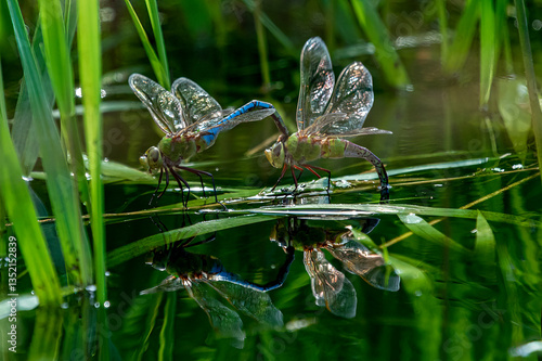 dragonfly sitting on a blade of grass