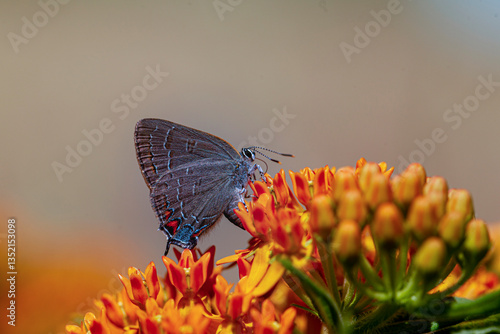 butterfly on flower