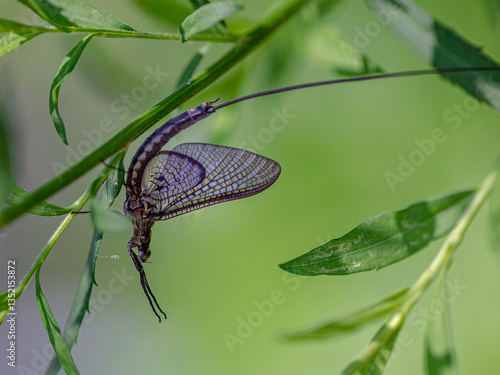 Fotografie mayfly on leaves