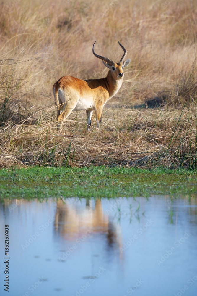 Fototapeta premium Lechwe, Kobus leche, antelope in the golden grass wetlands. Lechve running in the river water, Okavango delta, Botswana in Africa. Wildlife scene from nature. 