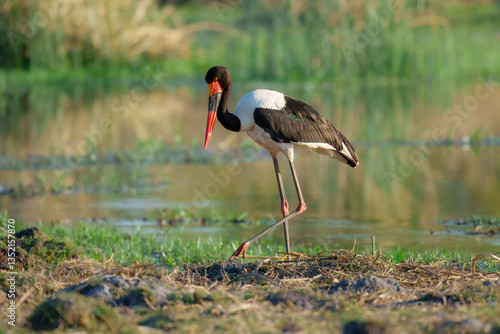 The saddle-billed stork or saddlebill (Ephippiorhynchus senegalensis) is a large wading bird in the stork family, Ciconiidae