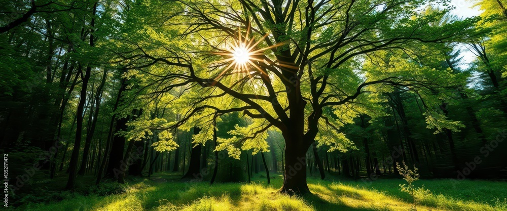 Obraz premium Sunlight dapples a solitary tree in a lush, wild forest, vibrant, canopy, sun