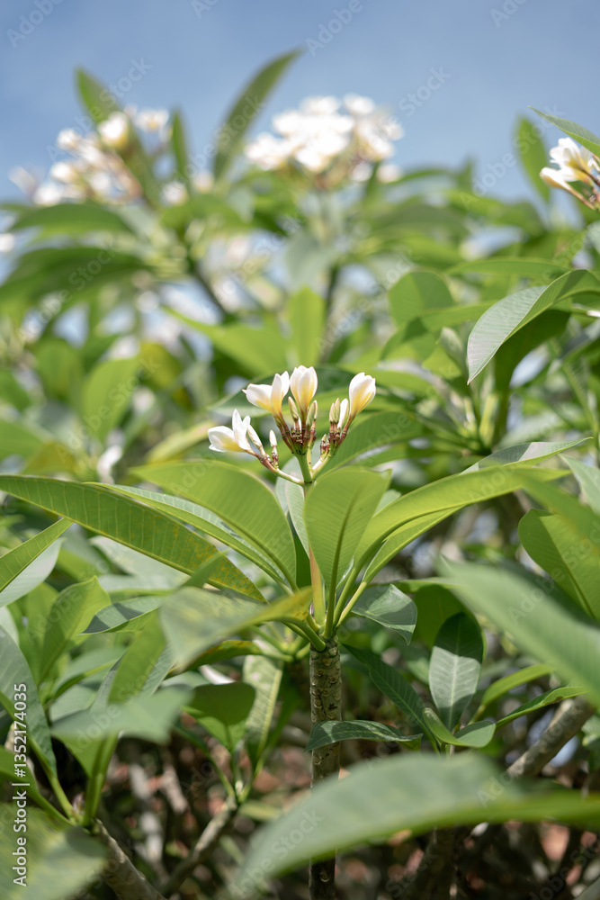 Obraz premium Beautiful Blooming Balinese Frangipani Flower 