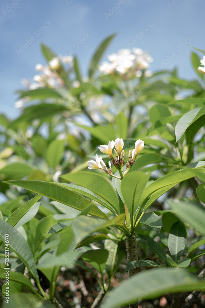 Obraz premium Beautiful Blooming Balinese Frangipani Flower 