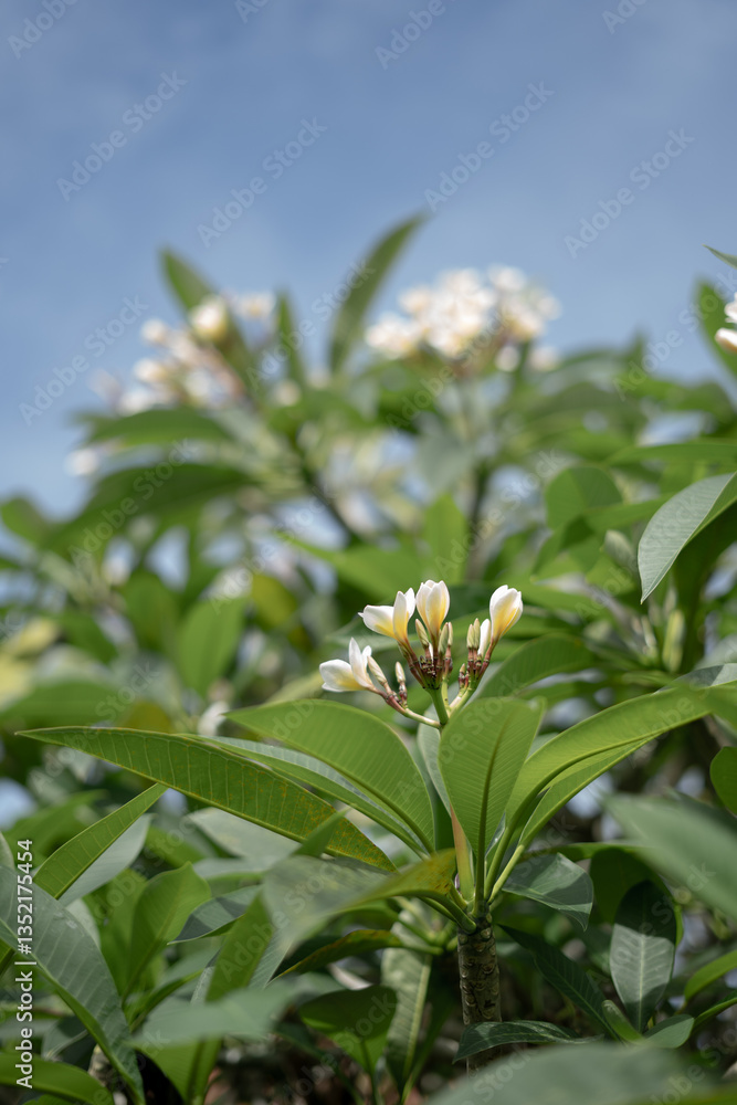 Obraz premium Beautiful Blooming Balinese Frangipani Flower
