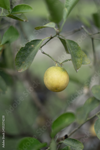 Wallpaper Mural Homegrown Ripe Yellow Lime Lemon  Torontodigital.ca