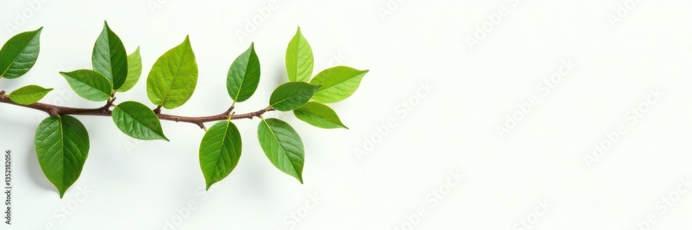 Branches with leaves isolated on white background, branch arrangement, green leaves, garden branches Branches with leaves isolated on white background, branch arrangement, green leaves, garden branches