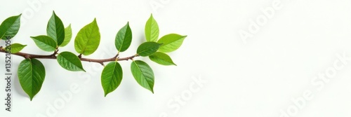Branches with leaves isolated on white background, branch arrangement, green leaves, garden branches