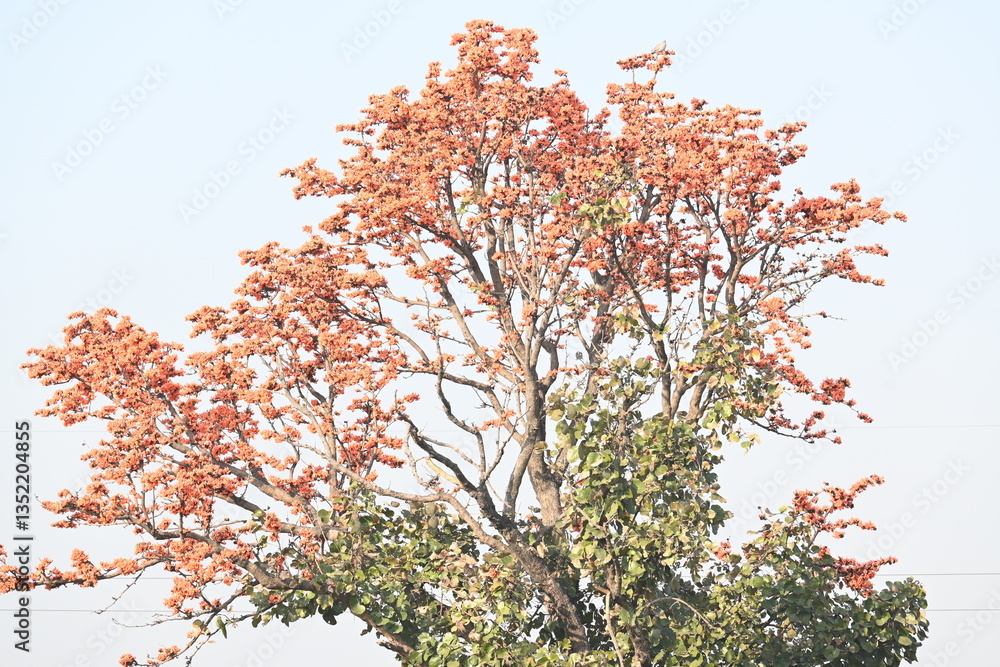 Butea monosperma flowers. It is a species of Butea native. It is used for timber, resin, fodder, medicine, and dye. Its other names flame of the forest, and bastard teak. Orange Palas flower. Butea monosperma flowers. It is a species of Butea native. It is used for timber, resin, fodder, medicine, and dye. Its other names flame of the forest, and bastard teak. Orange Palas flower.