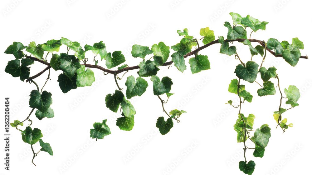 Hanging Ivy Vine Greenery Hanging Ivy Vine Greenery