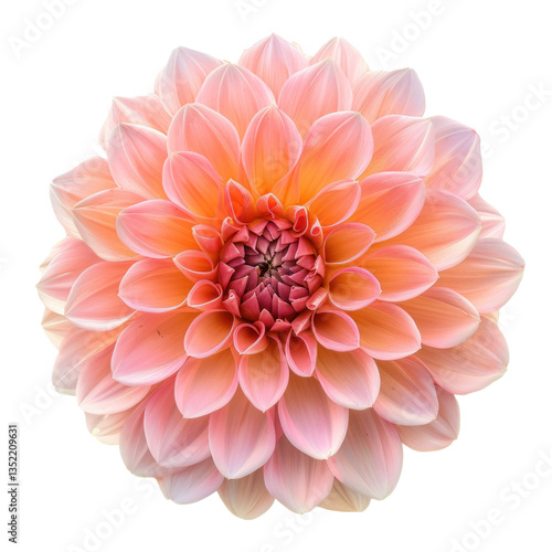 Dahlia flower front view full length isolate on transparency background