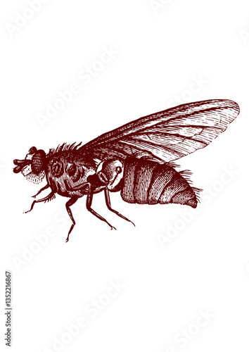 Vintage illustration of a fly fro beside