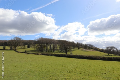 landscape with trees and clouds
