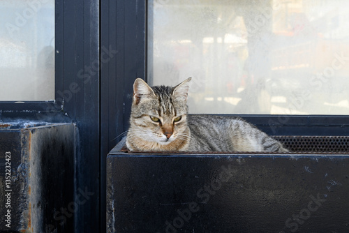 Fototapeta Naklejka Na Ścianę i Meble -  Different cretan street cats, Greece, Europe