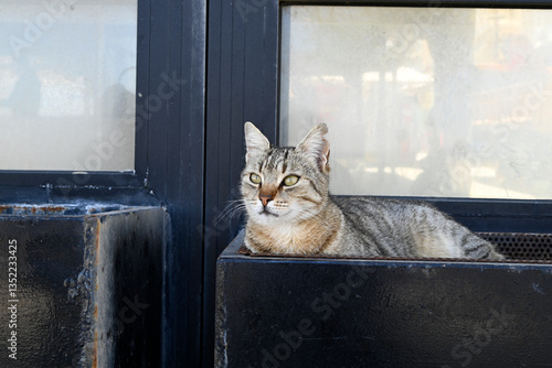 Fototapeta Naklejka Na Ścianę i Meble -  Different cretan street cats, Greece, Europe
