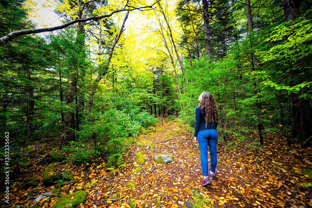 Young woman person back standing looking up at trees on hiking trail through pine forest woods in Dolly Sods wilderness, West Virginia in autumn fall foliage season with fallen leaves Young woman person back standing looking up at trees on hiking trail through pine forest woods in Dolly Sods wilderness, West Virginia in autumn fall foliage season with fallen leaves
