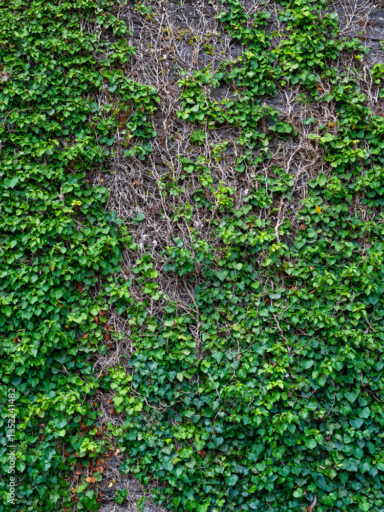 Vibrant green ivy intertwines with faded, brown vines on an old stone wall, creating a striking natural texture under clear daylight. This outdoor scene captures a blend of vitality and age. Vibrant green ivy intertwines with faded, brown vines on an old stone wall, creating a striking natural texture under clear daylight. This outdoor scene captures a blend of vitality and age.