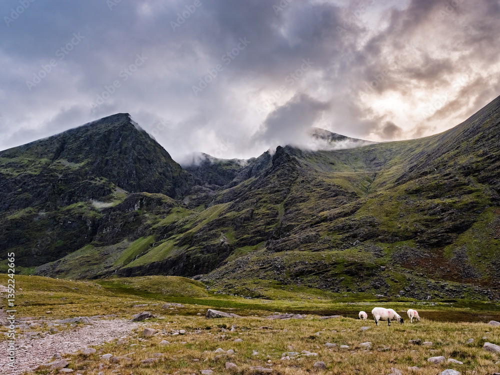 Fototapeta premium Majestic Carrauntoohil rises in the background, shrouded in mist, while sheep graze peacefully near Lough Gouragh in the lush Irish landscape at dusk.