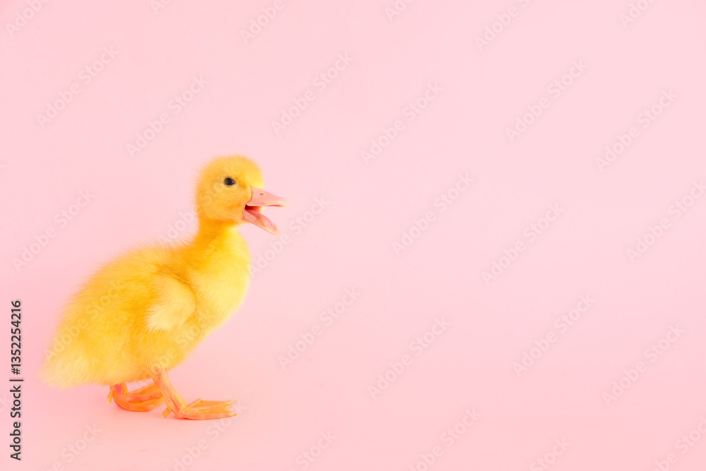 Cute duckling on pink background Cute duckling on pink background