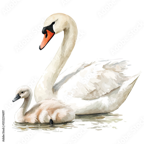 A watercolor vector painting of a mother swan with her kid, isolated on a white background. Mother swan vector.

