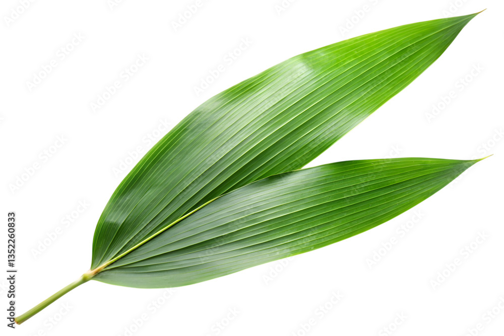 Bamboo Leaf's Tranquility: A detailed, close-up shot of a vibrant, fresh green bamboo leaf against a clean backdrop, showcasing its texture and intricate patterns. Bamboo Leaf's Tranquility: A detailed, close-up shot of a vibrant, fresh green bamboo leaf against a clean backdrop, showcasing its texture and intricate patterns.