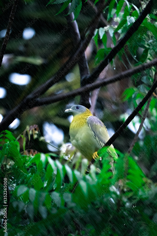 Obraz premium Yellow footed green pigeon on a neem (Azadirachta indica) tree during a heavy rain
