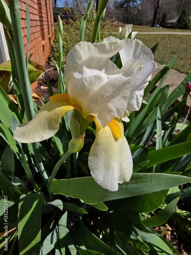 close up of a yellow Iris flower