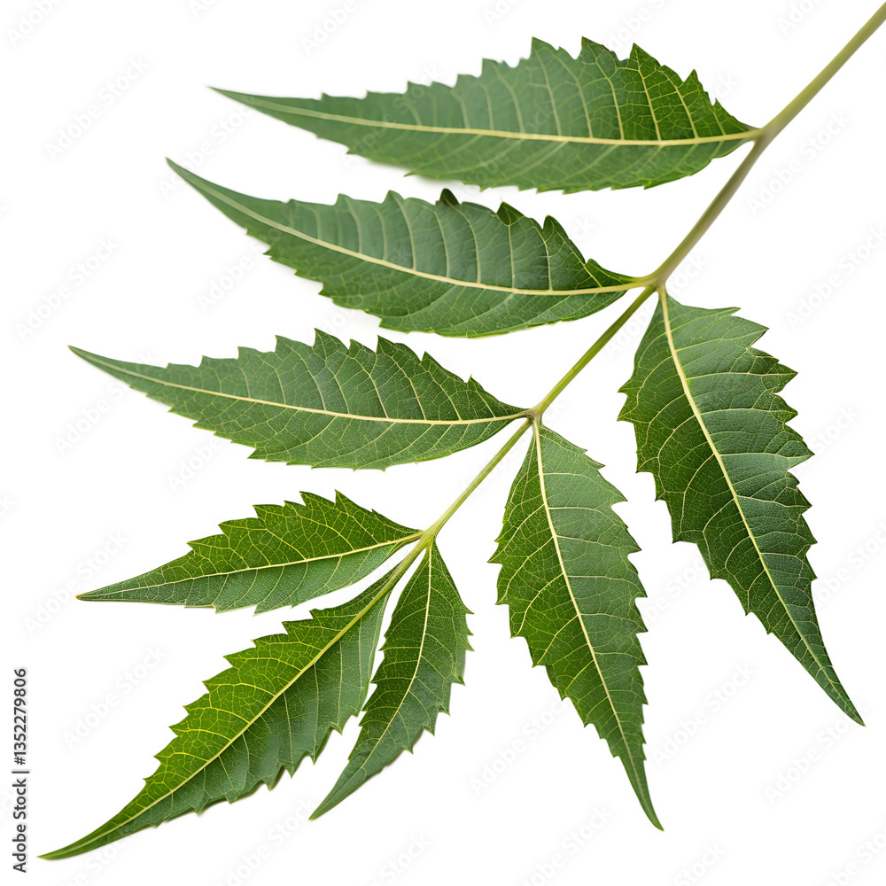 Neem leave isolated on transparent background.
PNG Neem leave isolated on transparent background.
PNG