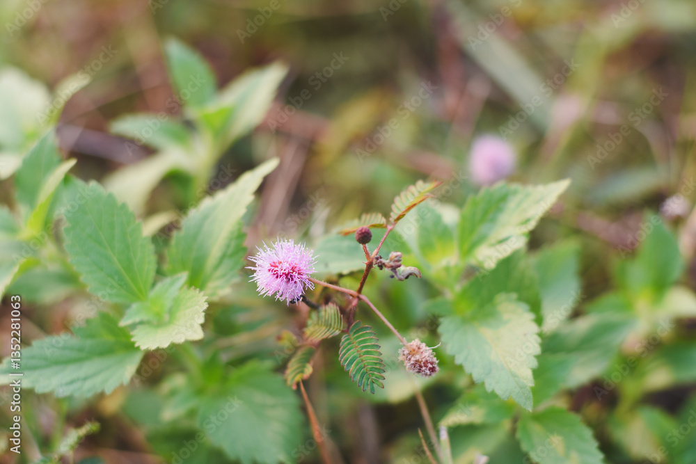 Close-up of a Mimosa pudica Close-up of a Mimosa pudica