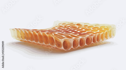 A close-up shot of a section of honeycomb, exhibiting a slightly irregular, wavy shape. The honeycomb cells are clearly visible, filled with amber-colored honey. The overall color is warm, ranging