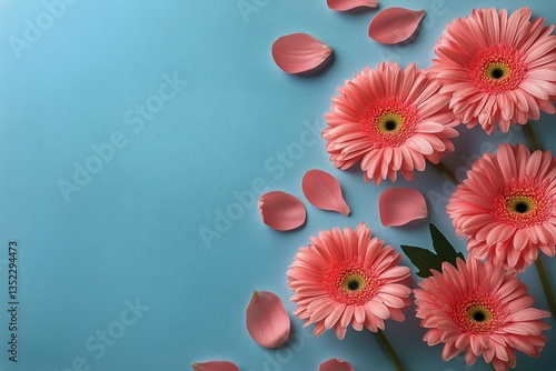 Bright Pink Gerbera Daisies With Petals Arranged on a Blue Background