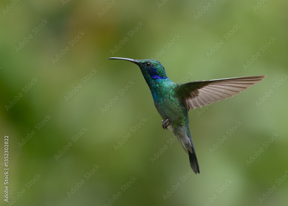 Fototapeta premium Lesser Violetear Hummingbird in flight