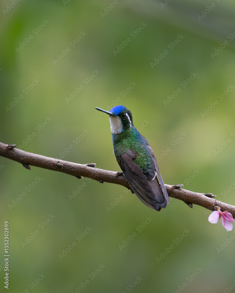 Fototapeta premium White-throated Mountain-gem perched