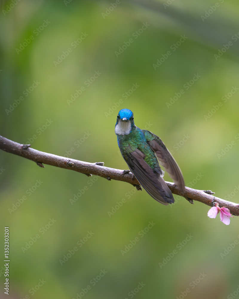 White-throated Mountain-gem perched White-throated Mountain-gem perched