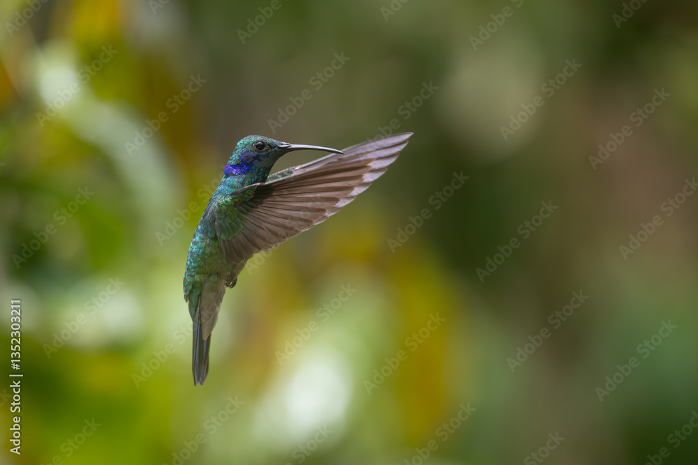 Fototapeta premium Lesser Violetear hummingbird in flight