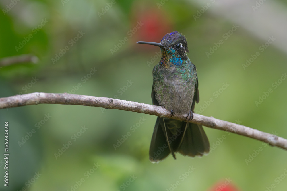 Fototapeta premium Talamanca hummingbird perched 